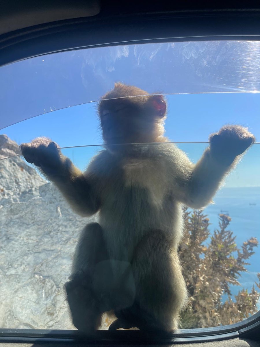 A young Barbary macaque at a tour vehicle window high on the Rock, with the sea behind it