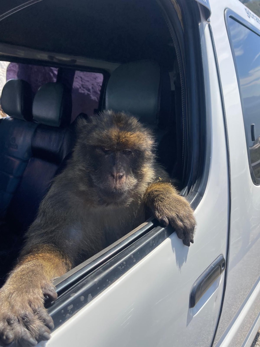 A Barbary macaque leaning out of a tour vehicle window in Gibraltar