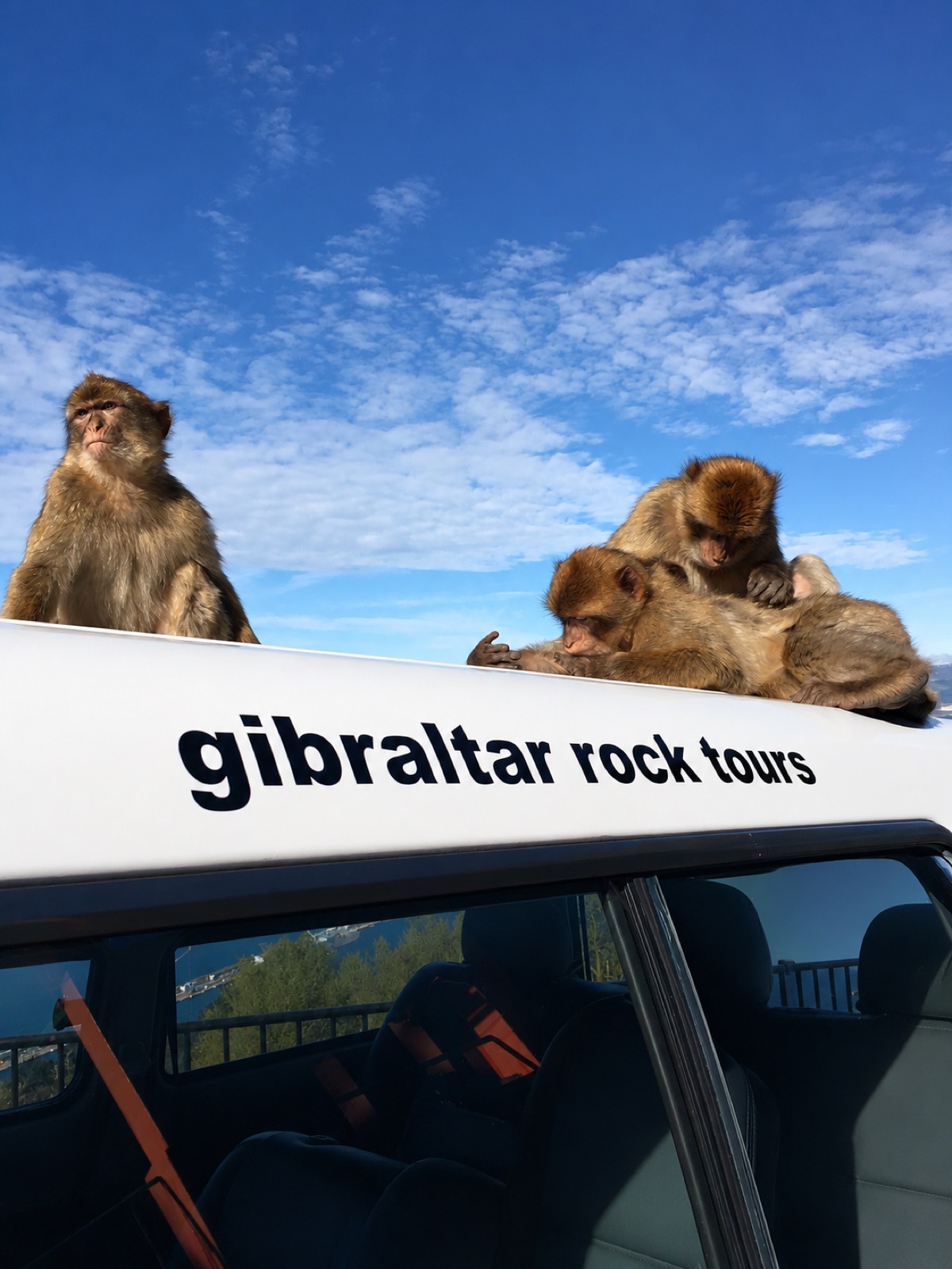 Barbary macaques on a Gibraltar Rock Tours vehicle at the Upper Rock