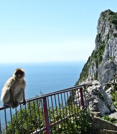 The monkeys in Gibraltar (actually Barbary Apes)